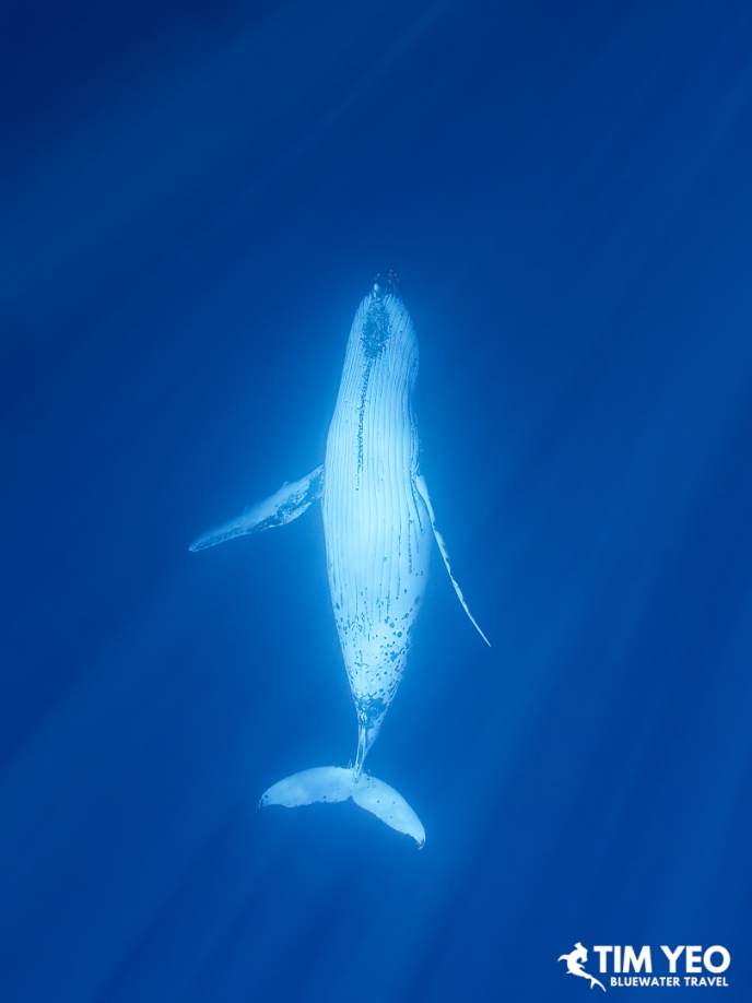 Humpback whale seen from below with a sunlit belly.