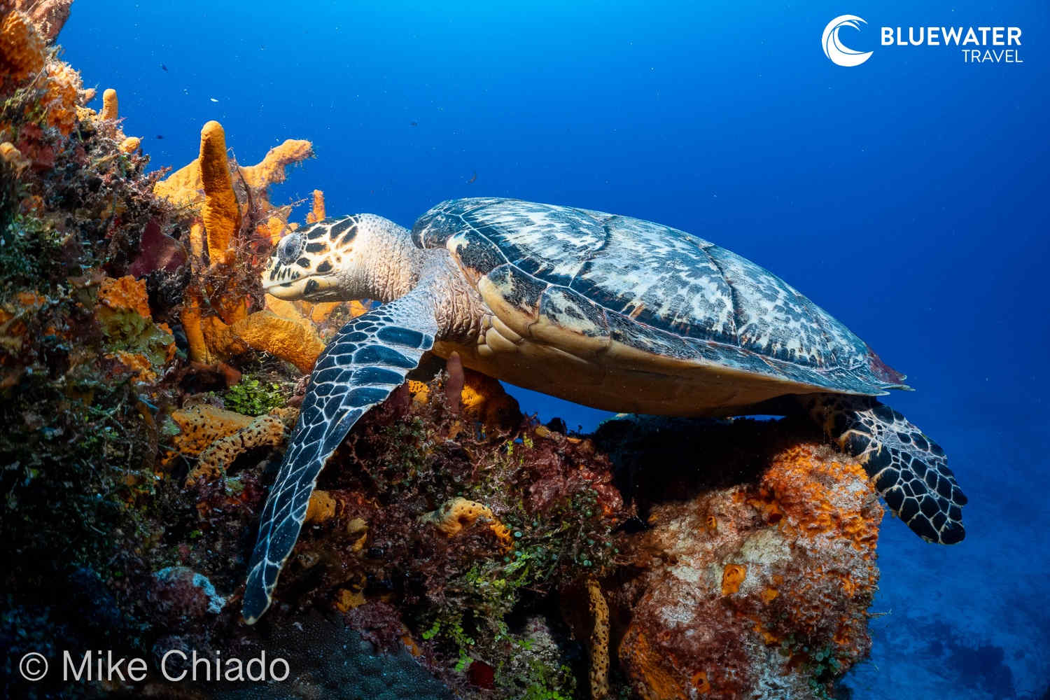 A sea turtle eats its coral
