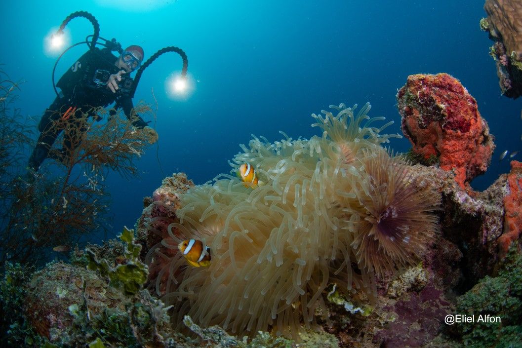First Place Marine Life in our Bluewater Travel Truk Lagoon Photo Contest by Eliel Alfon