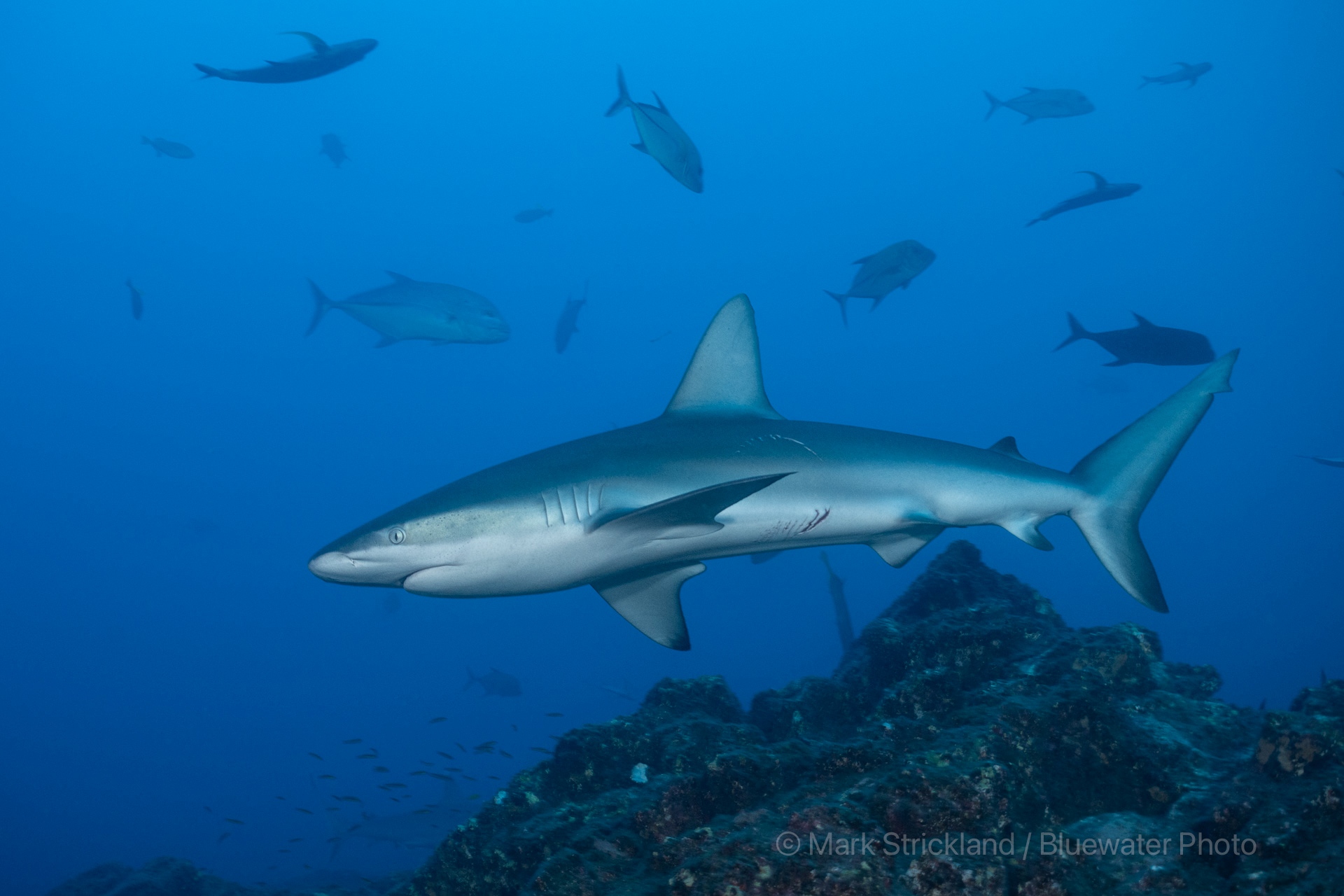Galapagos Shark