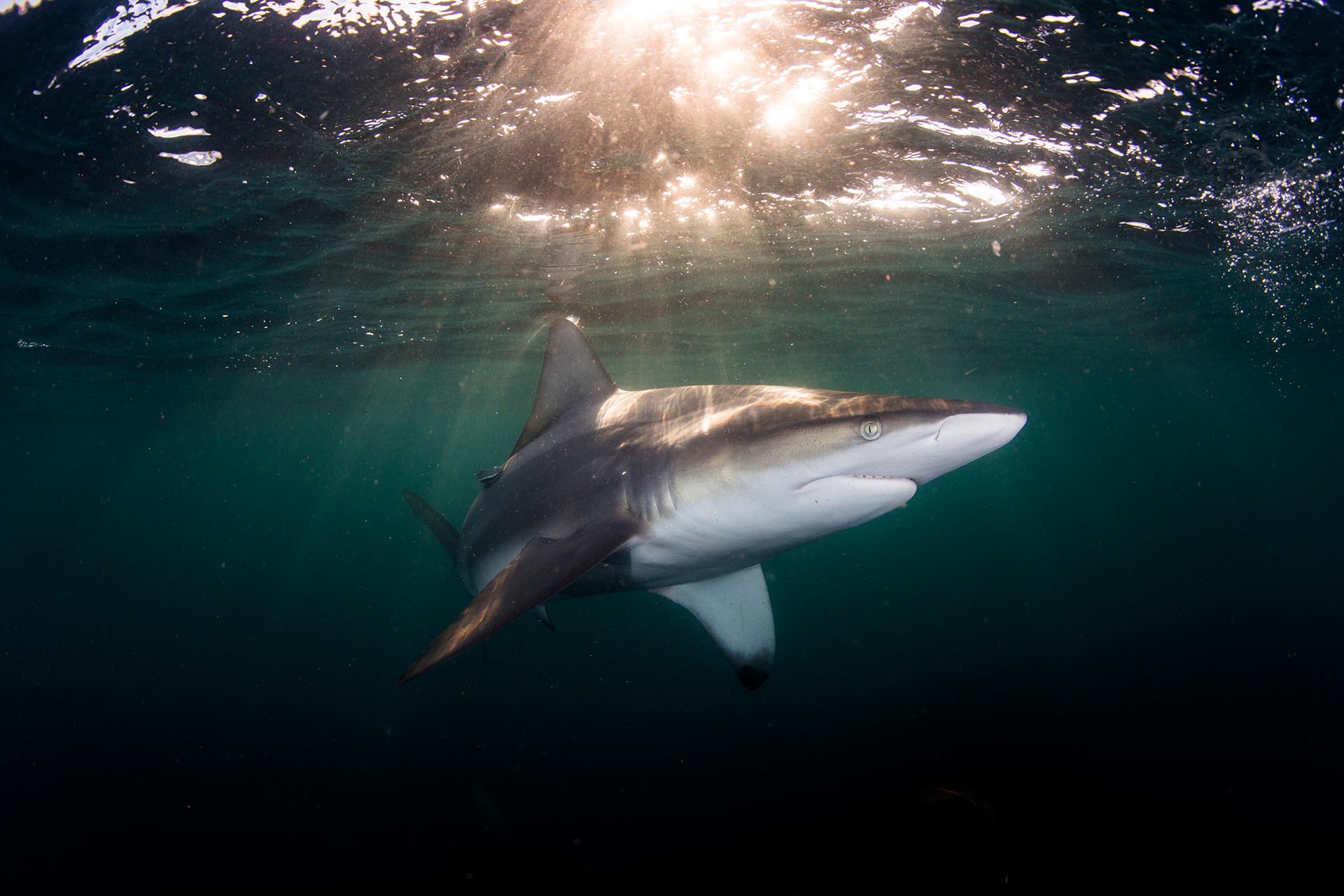 Oceanic blacktip shark with sunflare in South Africa photographed by Anthony Grote