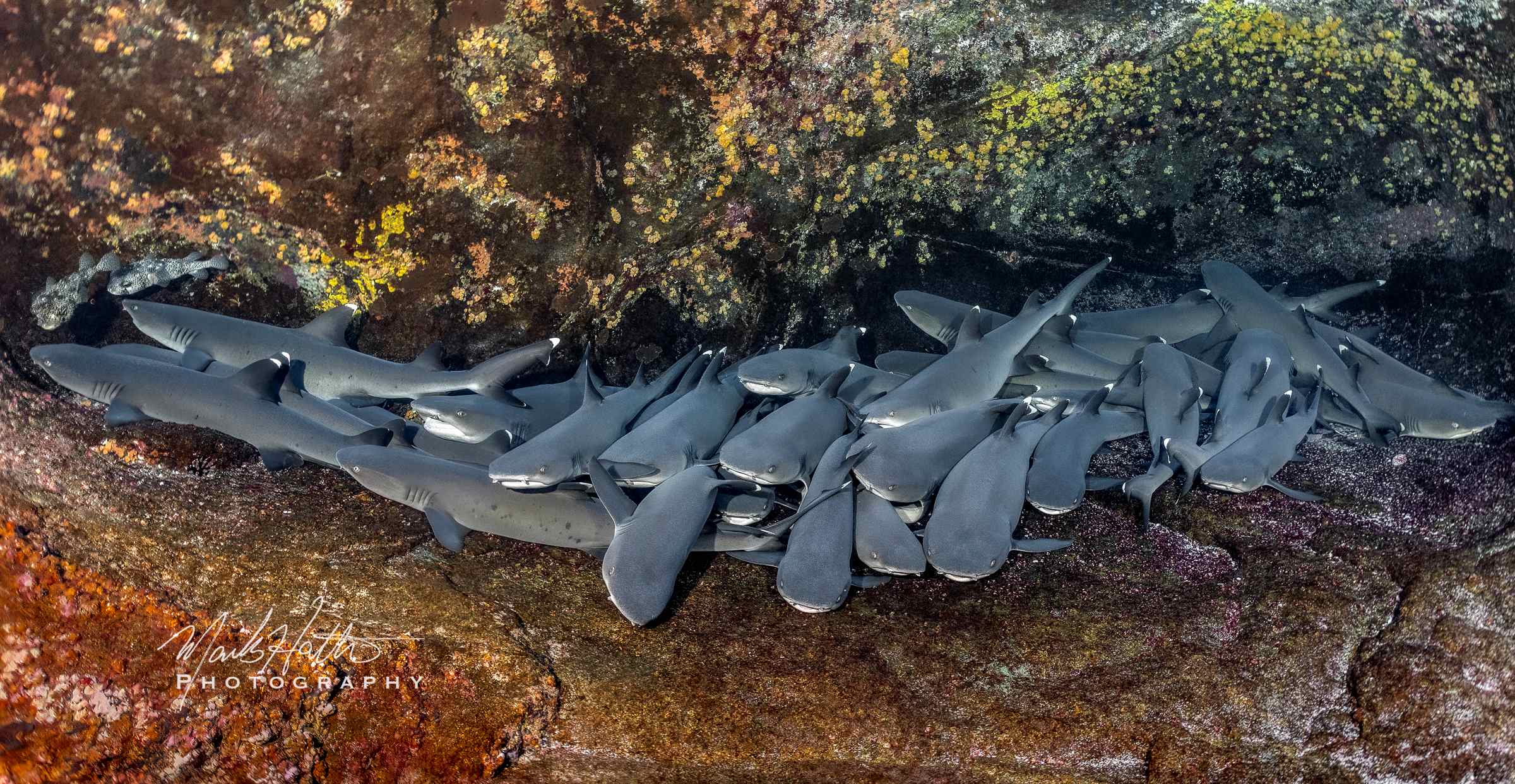 Shark photograph by Mark Hatter