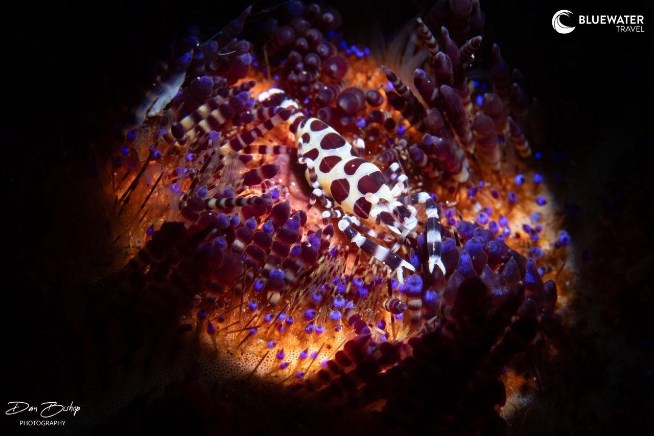 Macro photography subjects in Anilao