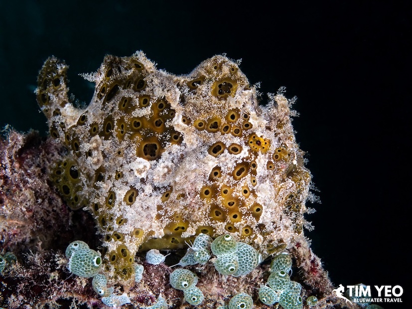 A Painted frogfish