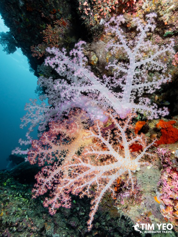 Delicate pink soft coral spreading across the reef wall