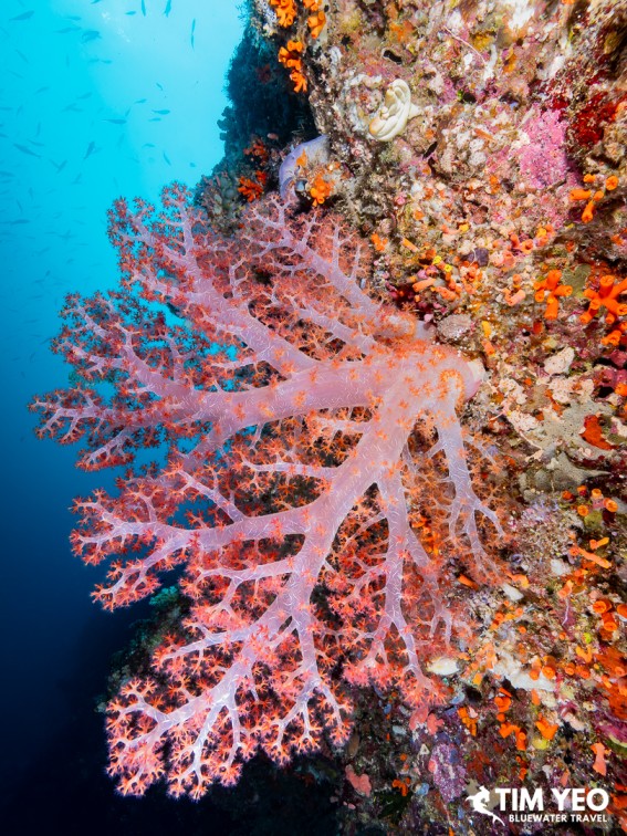 Pink soft coral fan on a reef wall, Solomon Islands
