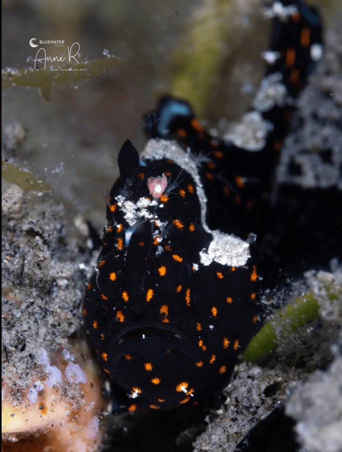 Small octopus photographed underwater