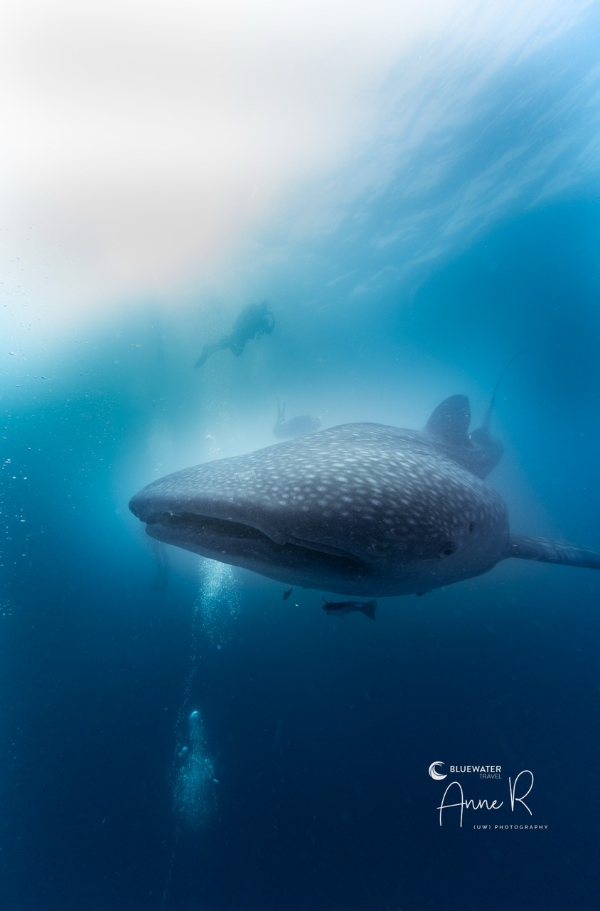 Close up with a whale shark