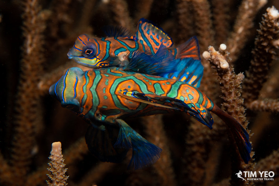 A pair of mandarinfish with vibrant blue and orange patterns