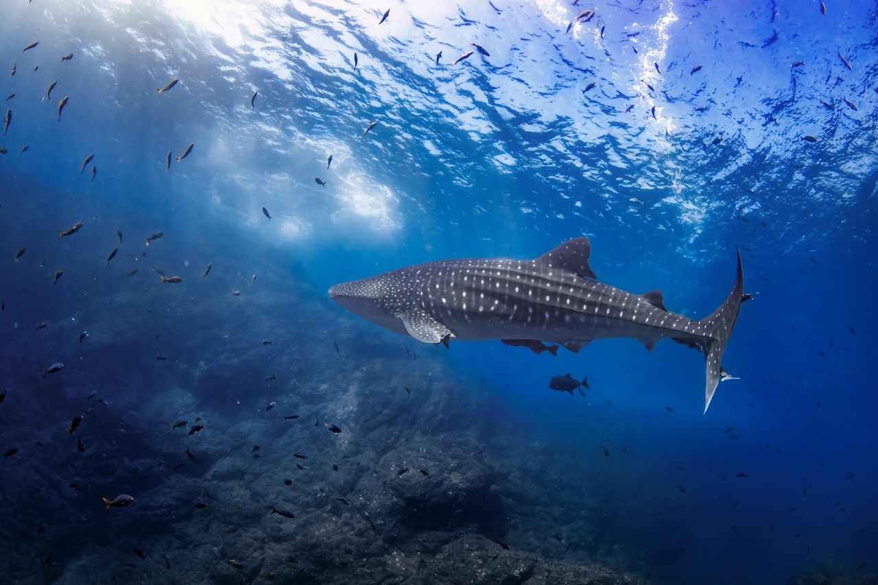 An up-close encounter with a whale shark