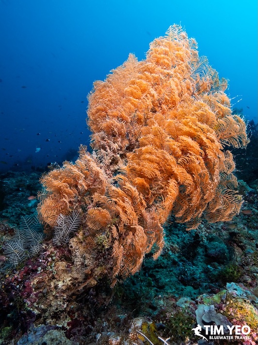 Beautiful corals underwater