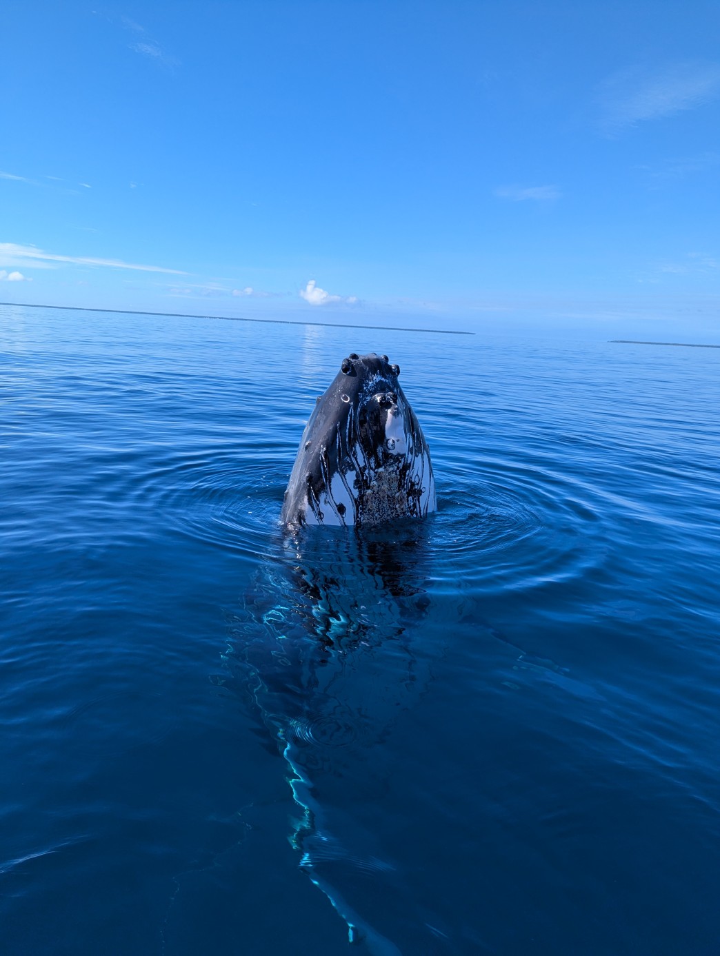 Humpback whale surfacing in open ocean in Ha'apai Tonga