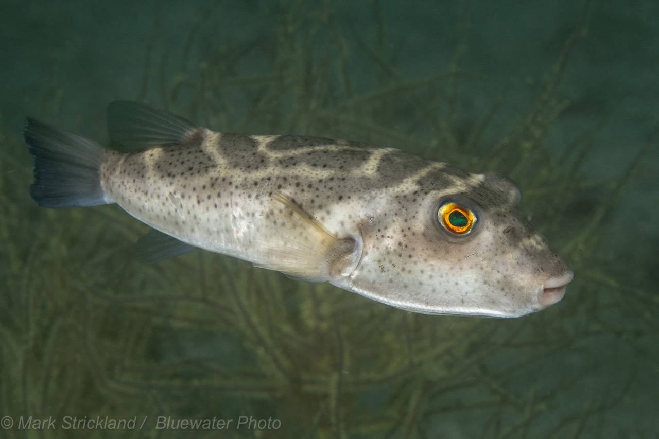 A checkered puffer