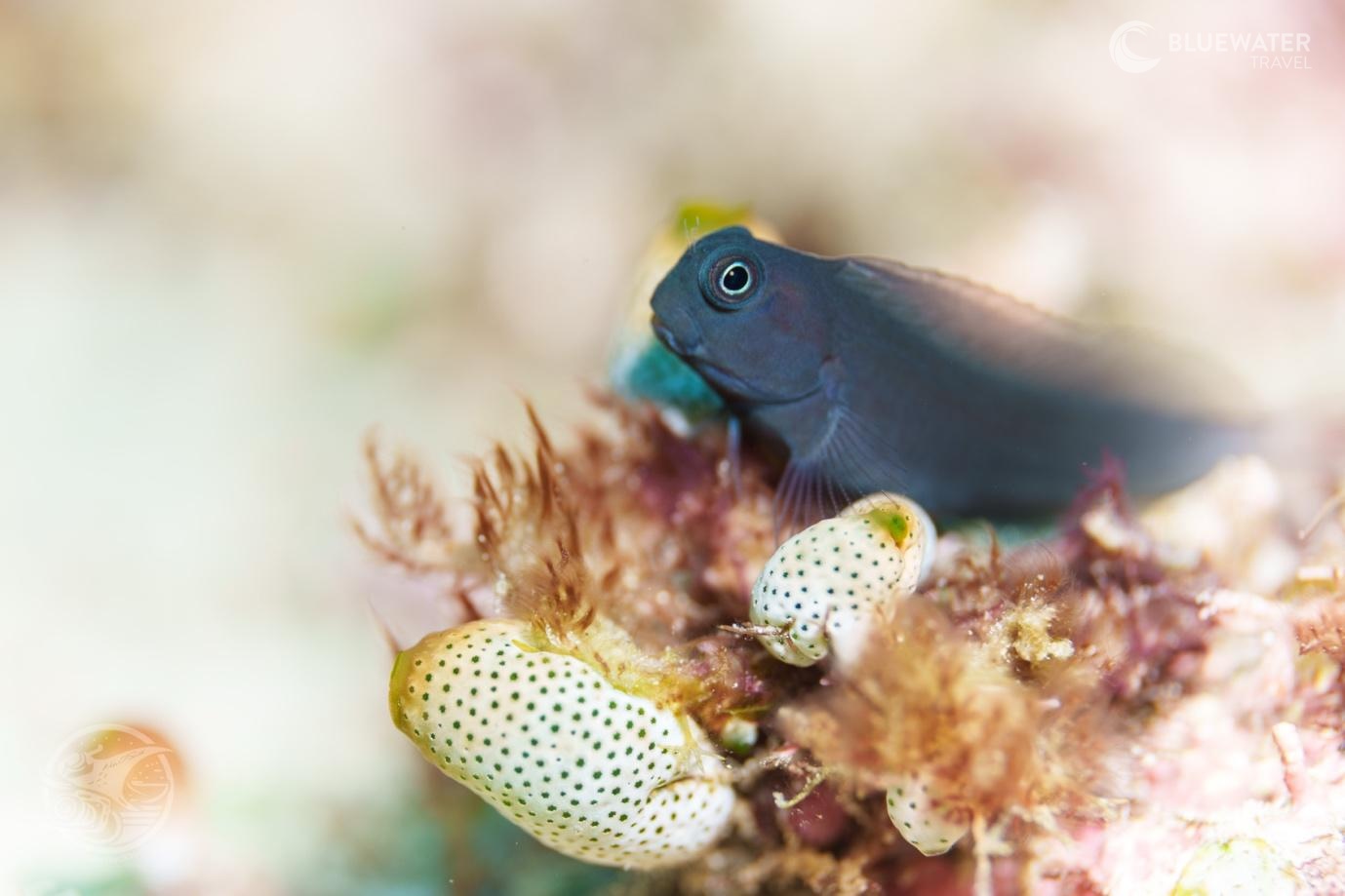 Macro photography in Raja Ampat