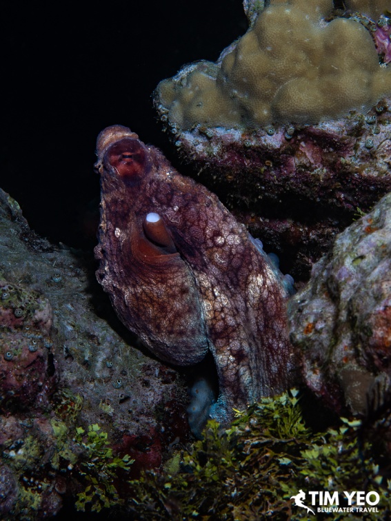 Octopus perched on the reef at night