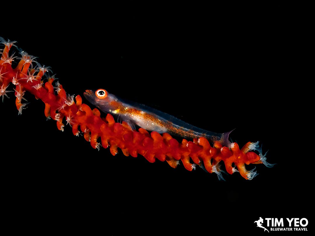 Tiny goby perched on a red whip coral