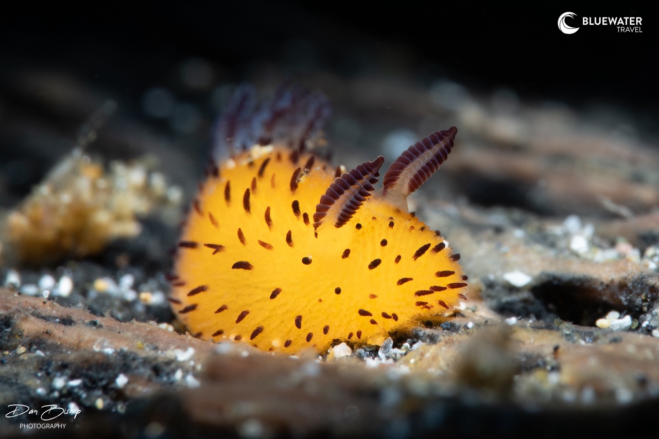 A rare nudibranch