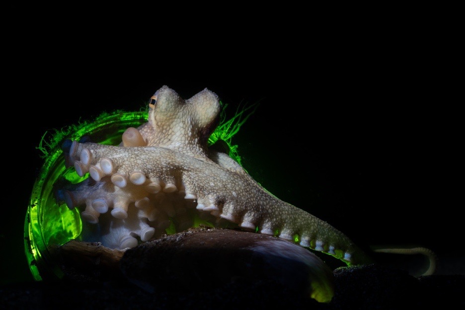 An octopus in its glass