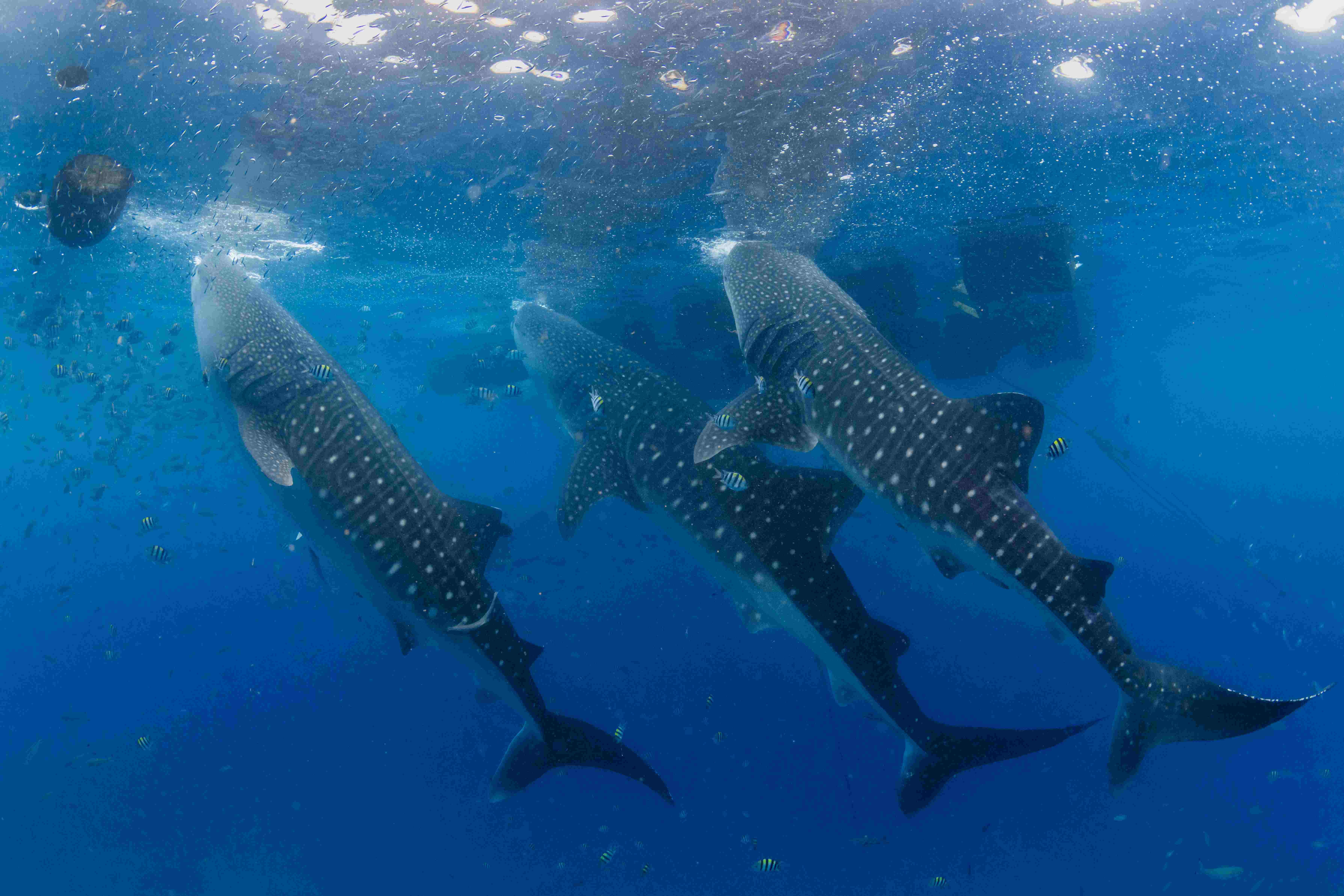 Whale Shark