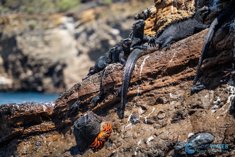 Marine iguanas resting on rocks