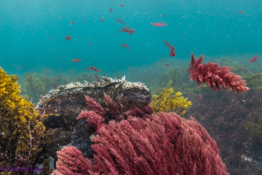 A marine iguana resting underwater
