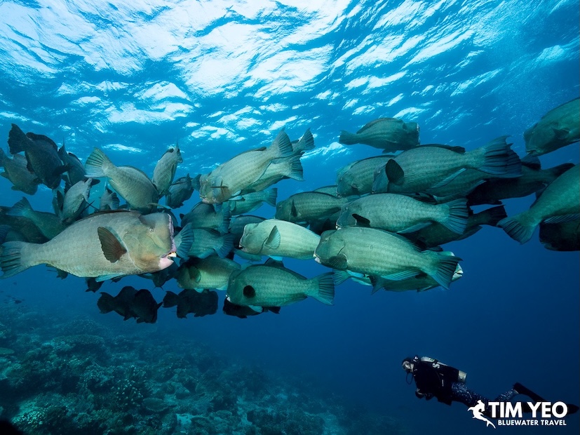 A school of bumphead parrotfish