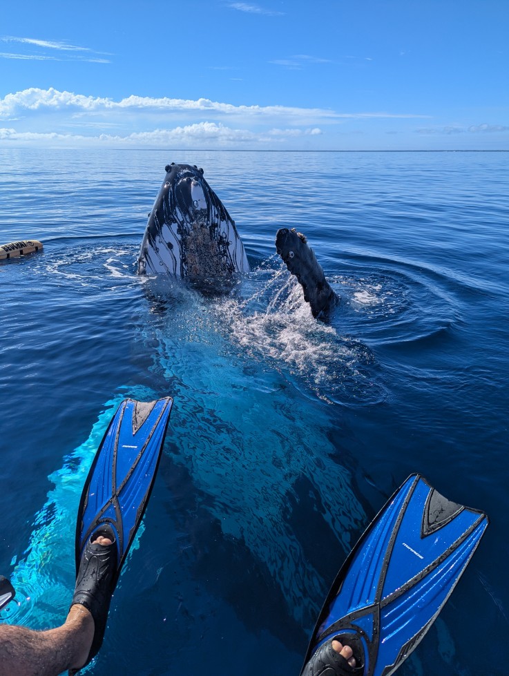Humpback whale surfacing in open ocean in Ha'apai Tonga