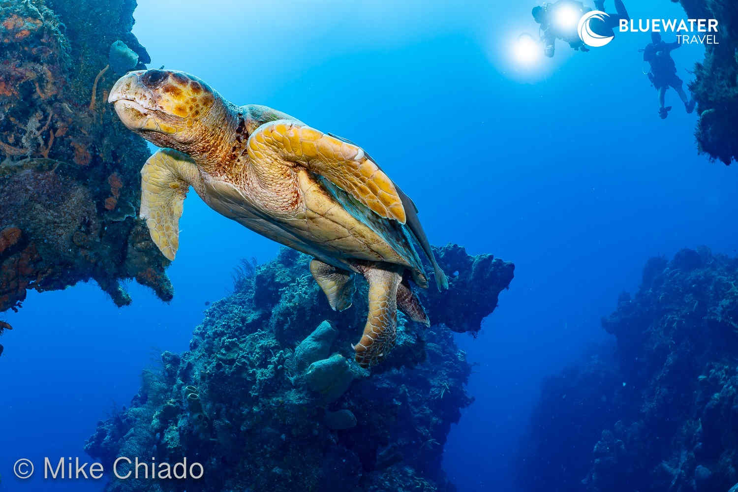 A sea turle in Cozumel