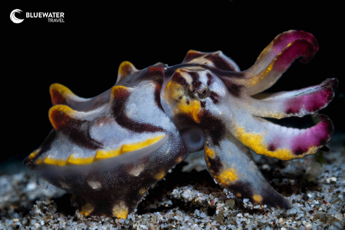 A flamboyant cuttlefish with purple, yellow, and pink markings