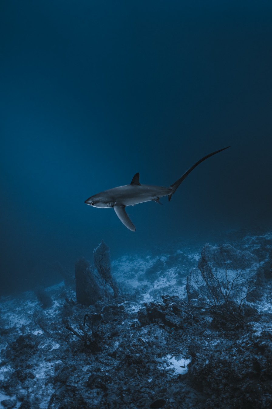 Thresher shark, Fuvahmulah, Maldives