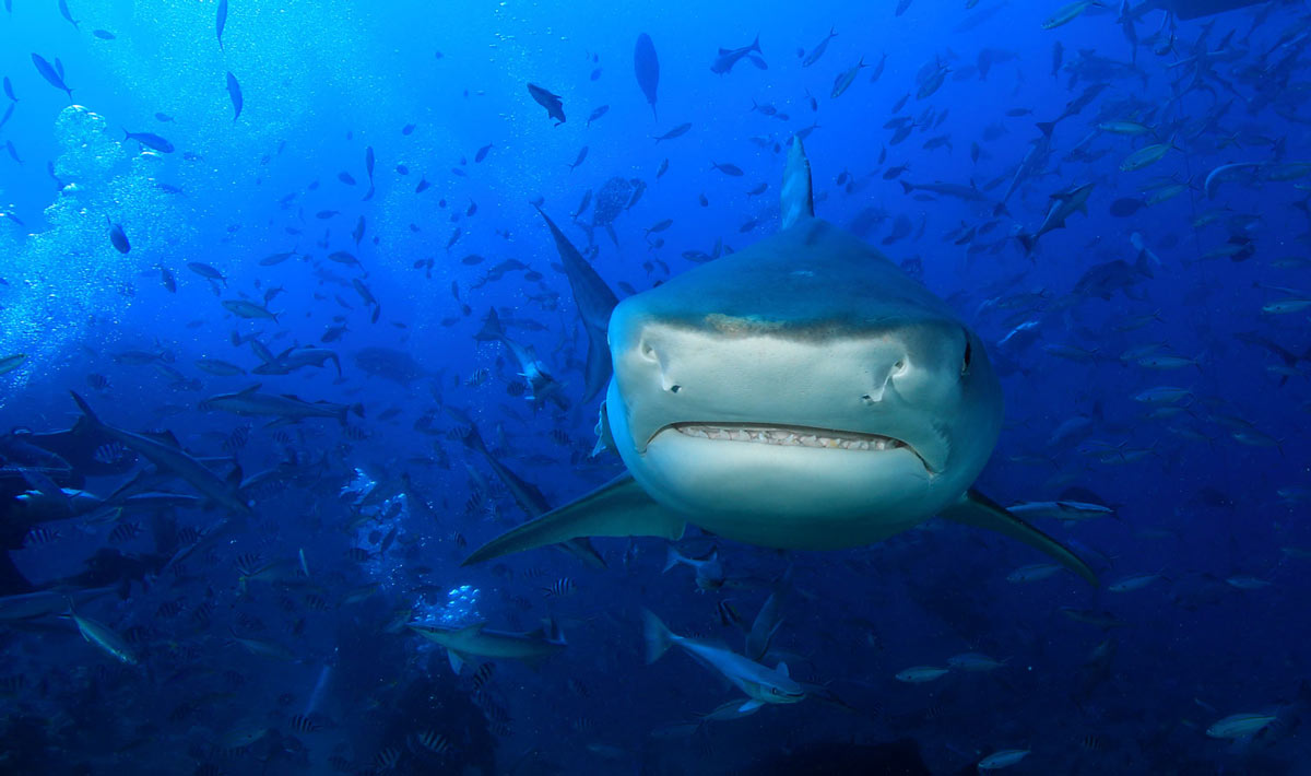 Bull Shark in Beqa Lagoon - Waidroka Bay Resort