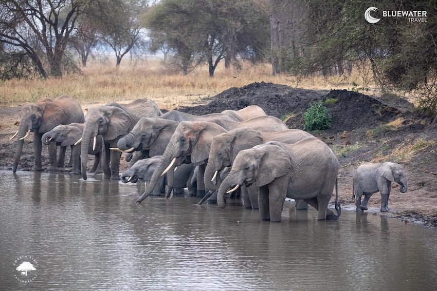 A herd of elephants drink water