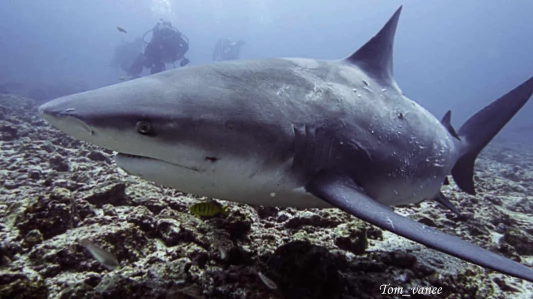 Shark near the ocean floor