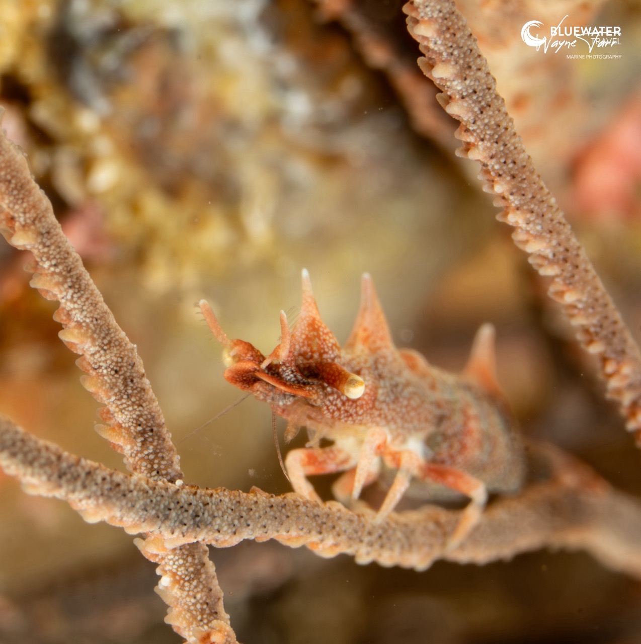 A small critter in Anilao