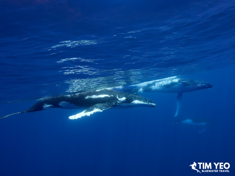 Two humpback whales swimming together in Moorea.