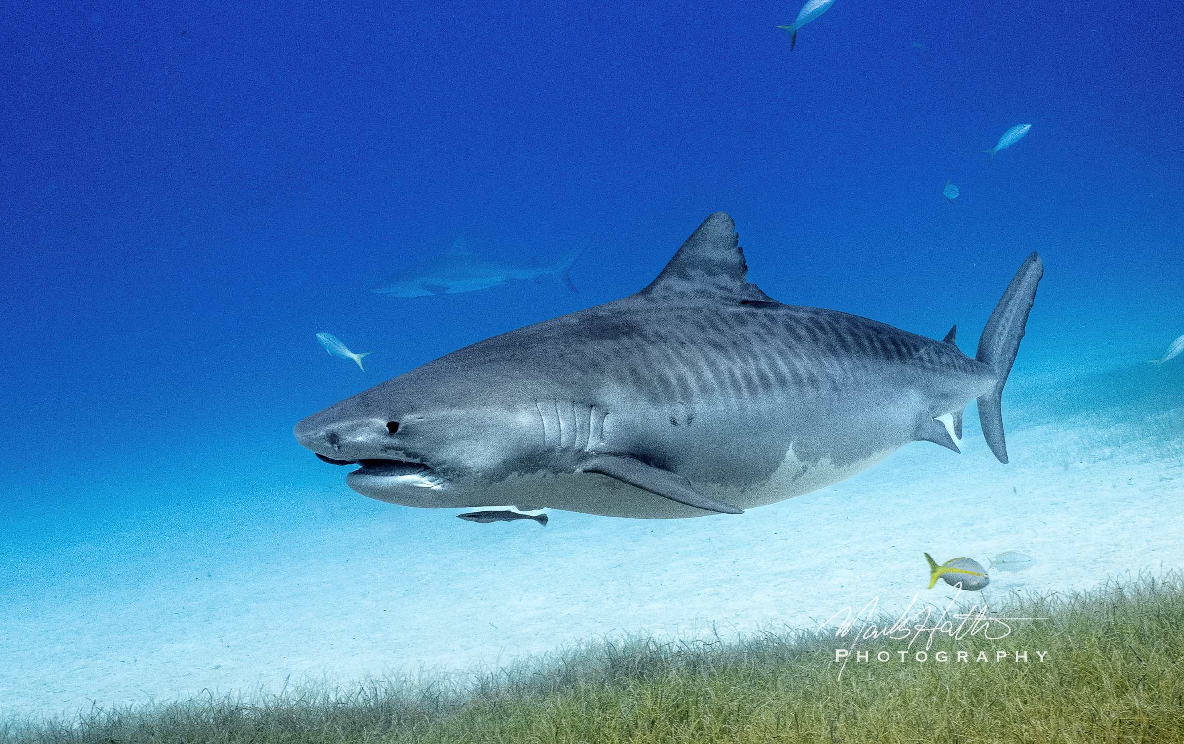 Shark photograph by Mark Hatter