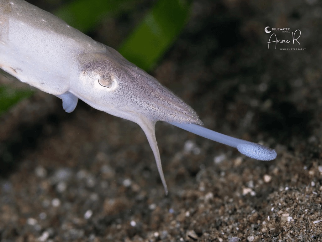 A pale squid extending its tentacle over sandy seafloor.