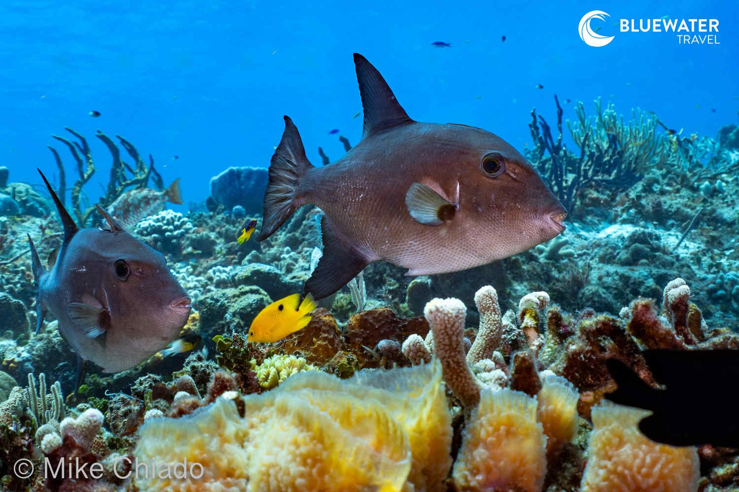 Ocean Triggerfish in Cozumel