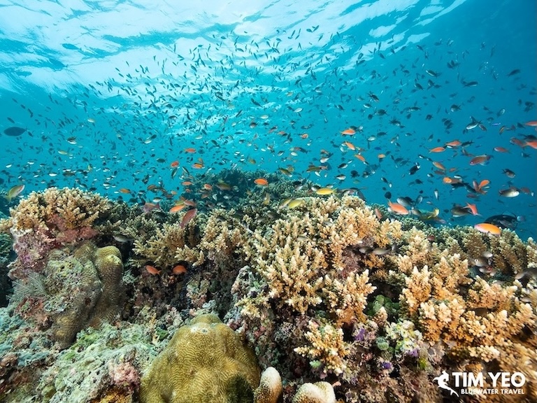 Small fish over the reef