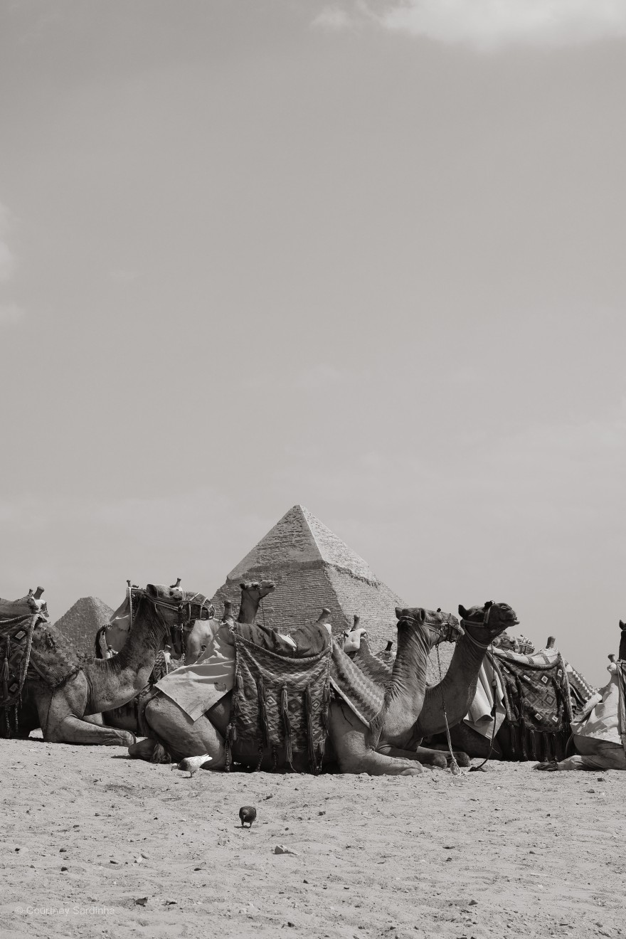 Camels resting in front of the Pyramids of Giza, Egypt