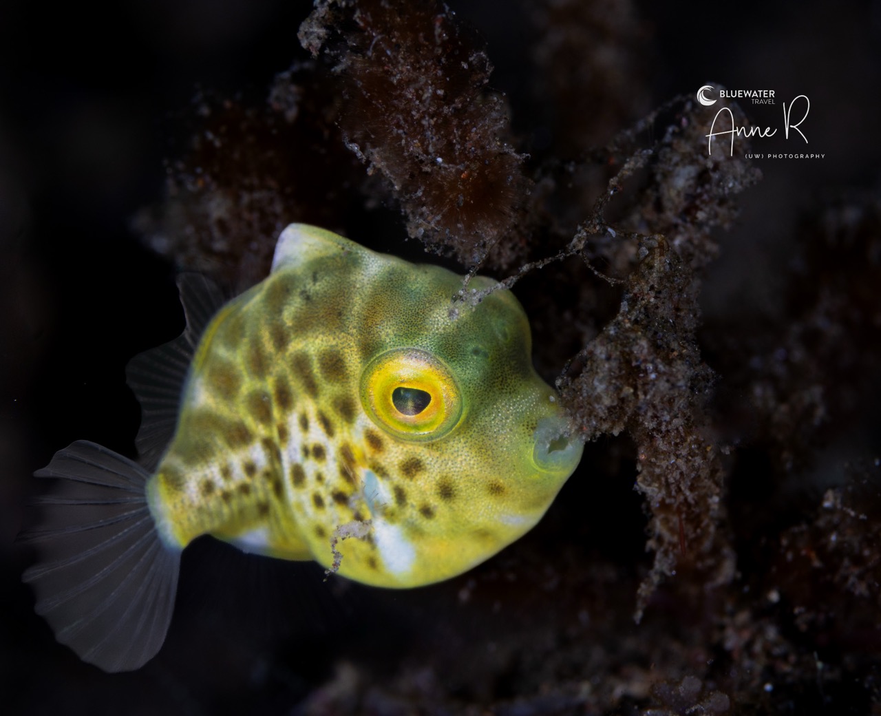 A  juvenile blacksaddle filefish