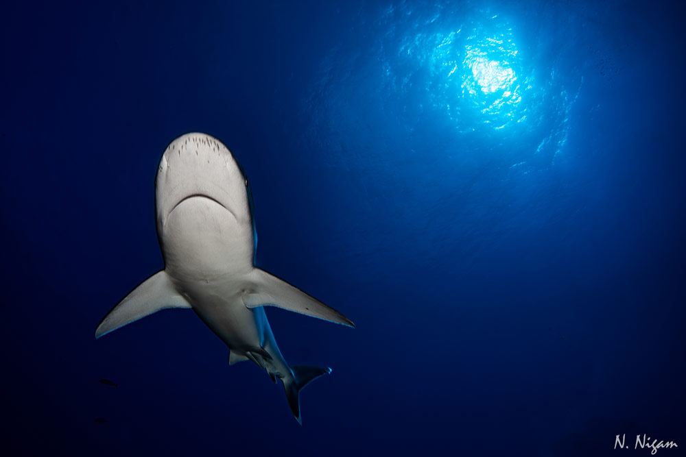 Silvertip shark in Socorro photographed by Nirupam Nigam