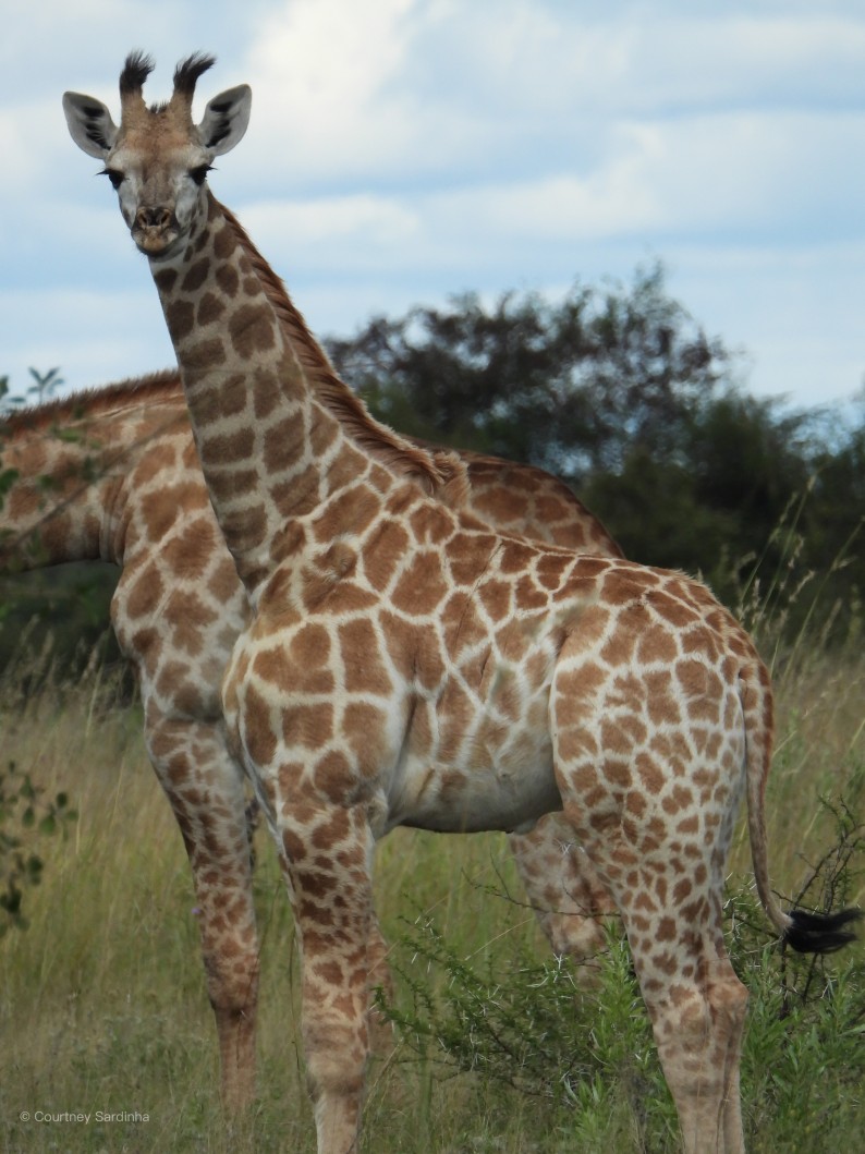 Giraffe standing among bushes and grass