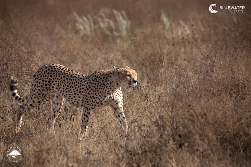 A cheetah stalking across the grass