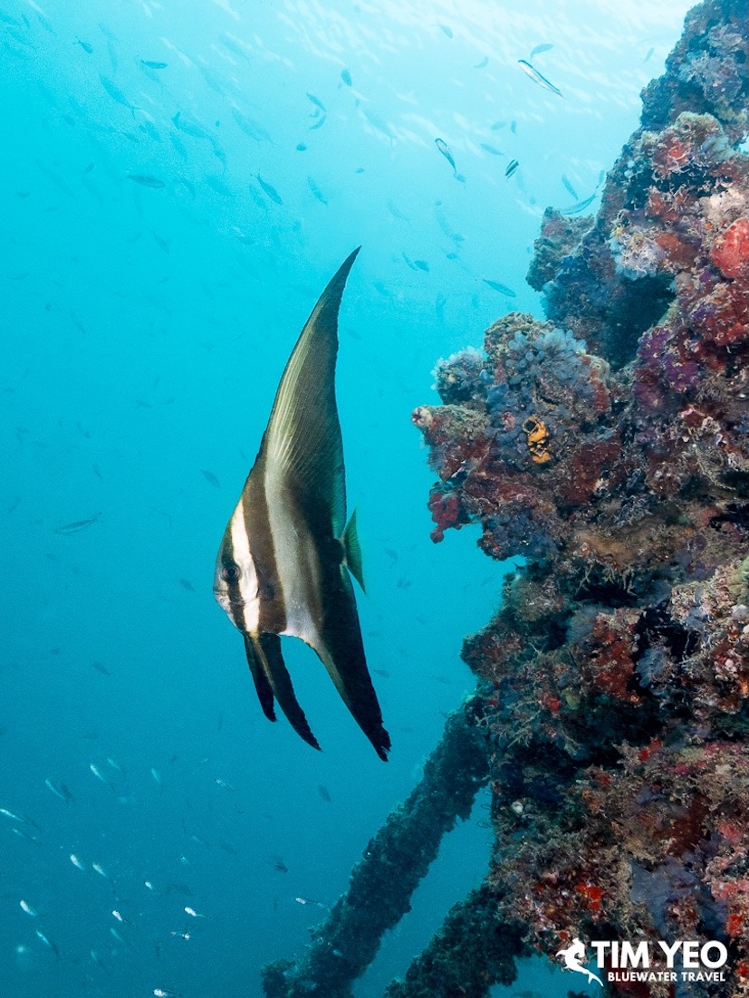 A longfin batfish