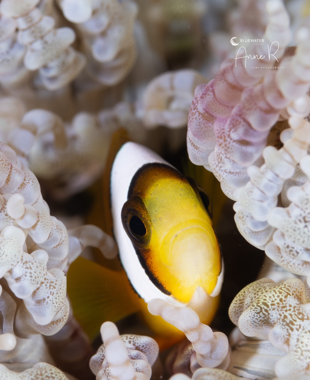 A clownfish poses for the camera