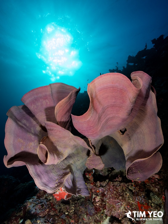 Pink vase sponge lit by sunlight from above