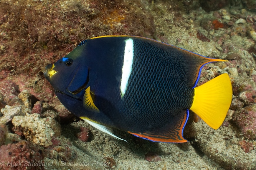 An adult king angelfish