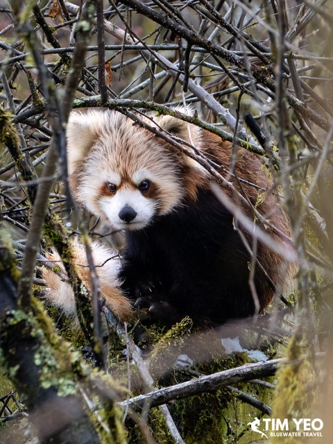 A red panda hiding in a tree