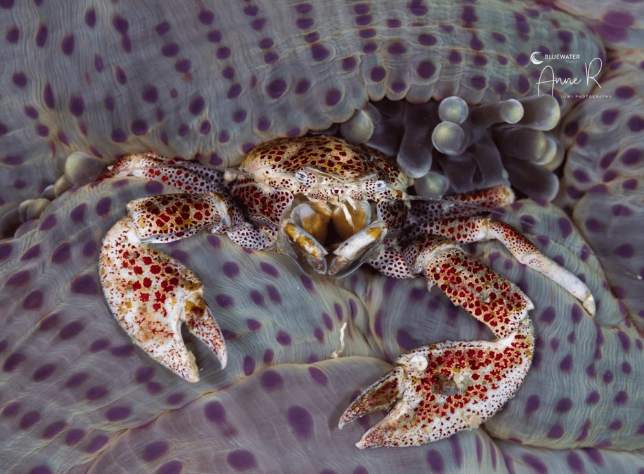 Small crab hiding on coral during a dive